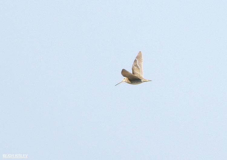 Pin-tailed Snipe  Gallinago stenura Maayan Tzvi fishponds, 15-10-13 LIOR KISLEV.